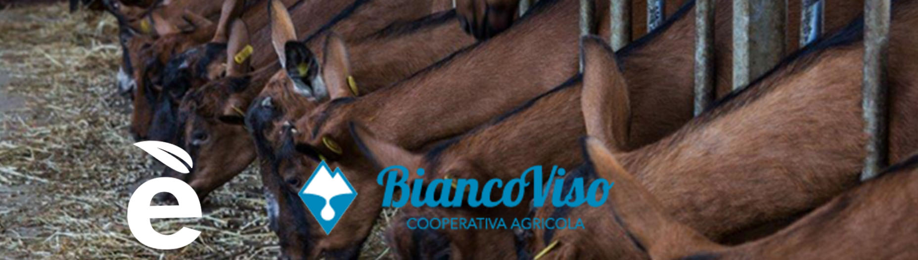 Biancoviso